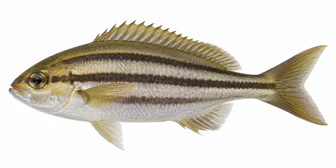 イサキ幼魚をモデルにしたAI生成イラスト。釣果写真・食用同定の手本ではありません