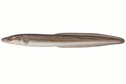 マアナゴ(店で開いた身)をモデルにしたAI生成イラスト。釣果・食用判定の根拠ではありません