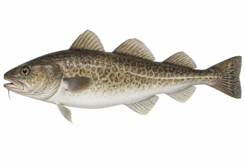 マダラ(無塩の生だら)をモデルにしたAI生成イラスト。釣果・食用判定の根拠ではありません