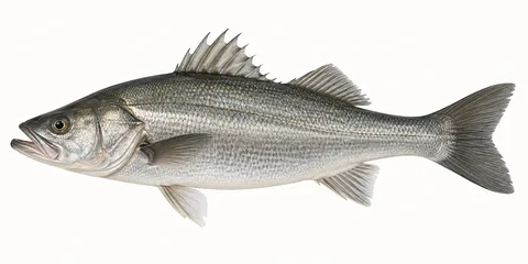 スズキをモデルにしたAI生成イラスト。釣果写真・食用同定の手本ではありません