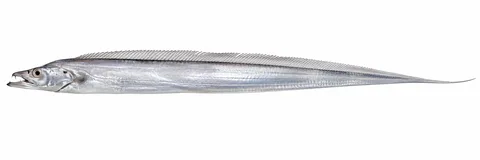 タチウオをモデルにしたAI生成イラスト。実際の釣果写真ではありません