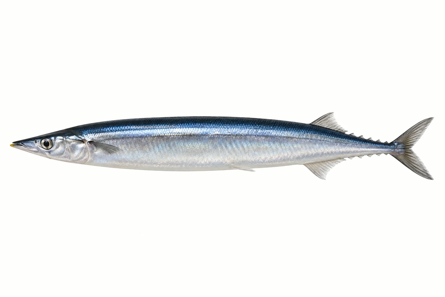 サンマ（無塩の開き）をモデルにしたAI生成イラスト。釣果・食用判定の根拠ではありません